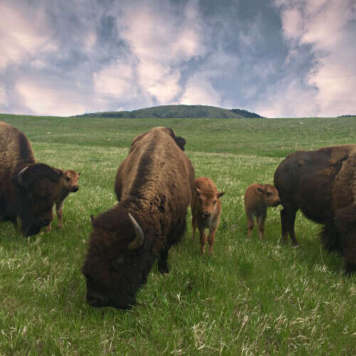 Buffalo calves grazing